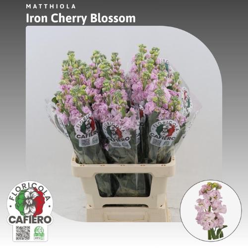 Matthiola incana 'Iron Cherry Blossom'
