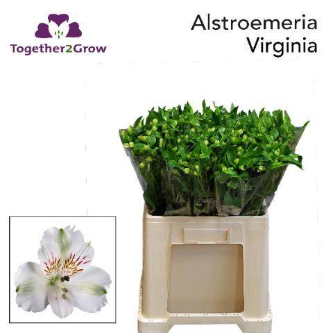 Alstroemeria 'Virginia'