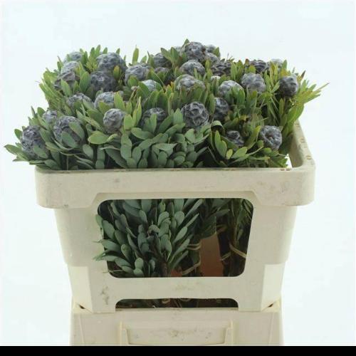 Leucadendron pubescens