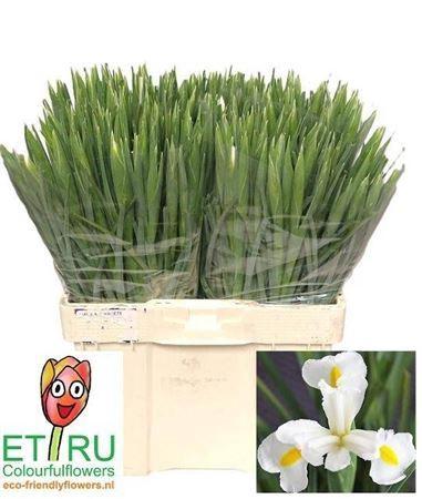 Iris (Hollandse Iris Grp) 'White Magic'