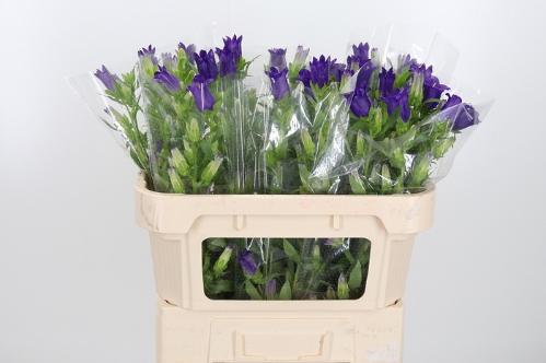 Campanula medium 'Champion Blue'