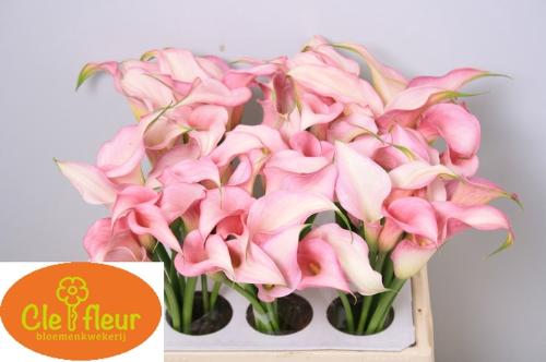 Zantedeschia 'Pink Design'