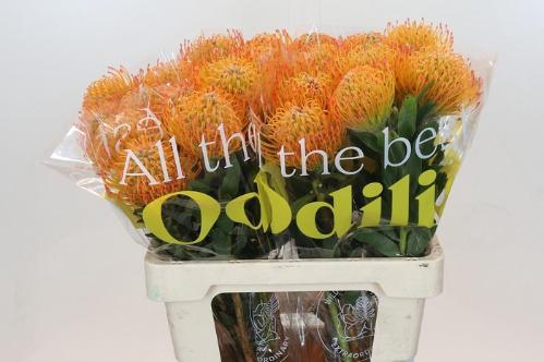 Leucospermum Ayoba Sun
