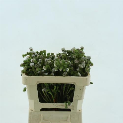Kaaps Groen