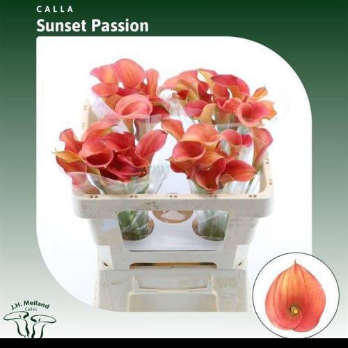 Zantedeschia 'Sunset Passion'
