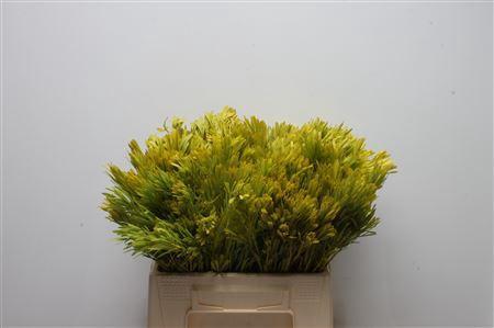 Leucadendron platyspermum