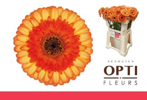 Gerbera mini Colori