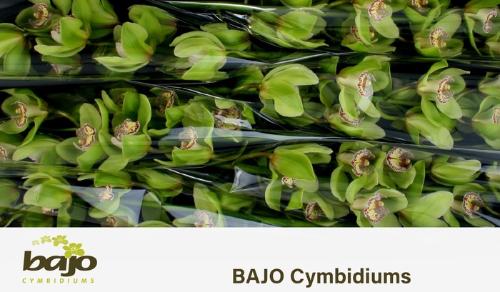 Cymbidium grootbloemig per tak 'Hans'