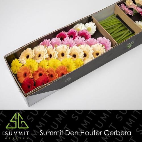 Gerbera mini gemengd op rij