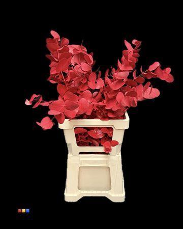 Eucalyptus cinerea kleurbehandeld per bos H%