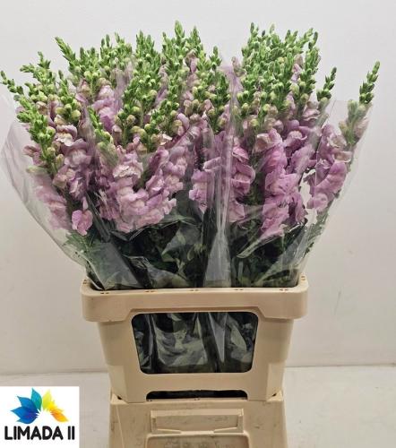 Antirrhinum majus 'Potomac lavender'