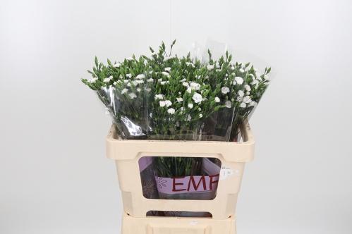 Dianthus tros 'Raffine Lois'