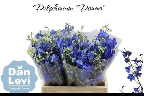 Delphinium Belladonna Grp enkelbloemig Donna
