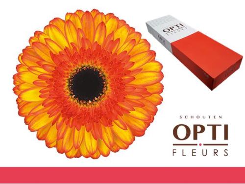 Gerbera grootbloemig Spotlight