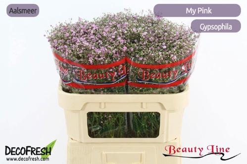 Gypsophila paniculata 'My Pink'