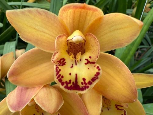 Cymbidium mini 'Orange Beauty'