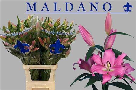 Lilium Oriental x Trumpet Grp 'Maldano'