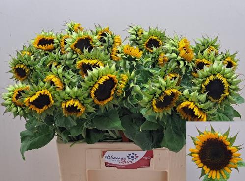Helianthus overig