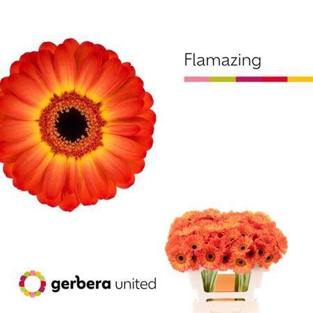 Gerbera mini Flamazing