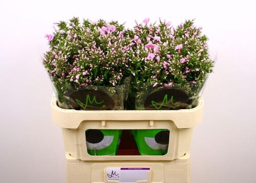 Phlox (Paniculata Grp) Pink Eyes