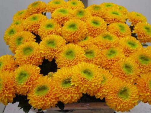 Chrysanthemum geplozen kas kleurbehandeld H%