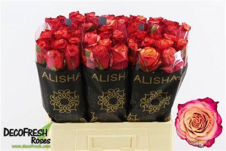 Rosa grootbloemig Bogart-Bb