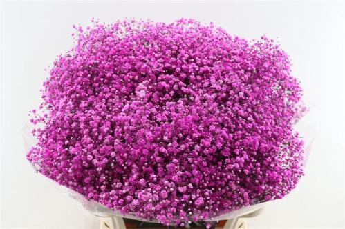 Gypsophila overig kleurbehandeld H%