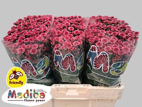 Chrysanthemum (Indicum Grp) tros santini Madiba Cherry Tyolo