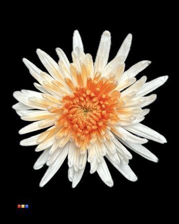 Chrysanthemum geplozen kas kleurbehandeld H%