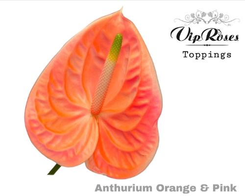 Anthurium Andreanum Grp kleurbehandeld H%