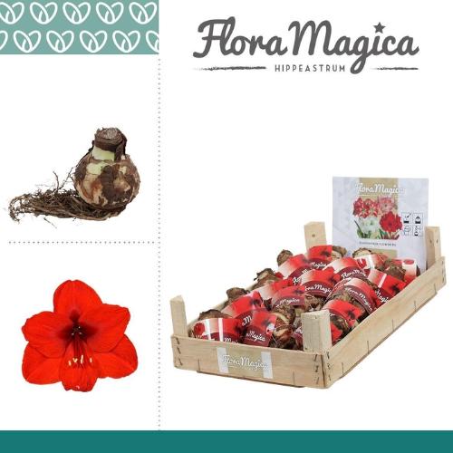 Hippeastrum (bol)