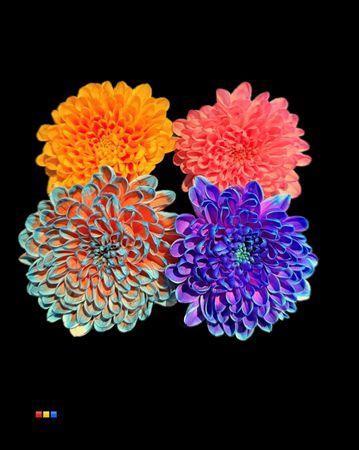 Chrysanthemum Indicum Grp tros kas kleurbehandeld H%
