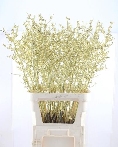 Ilex verticillata kleurbehandeld H%