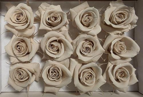 Rosa grootbloemig kleurbehandeld H%