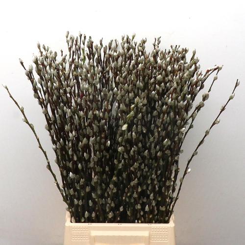 Salix caprea 'Snow Flake'