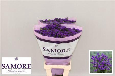 Limonium sinuatum Navy Sun Birds