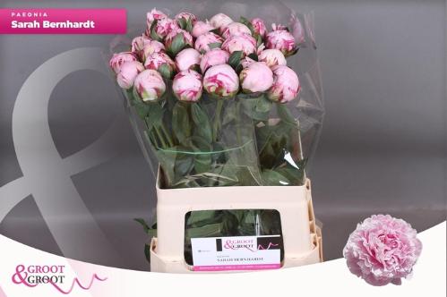 Paeonia Lactiflora Grp 'Sarah Bernhardt'