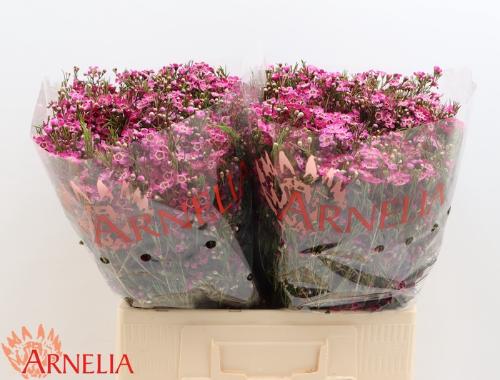 Chamelaucium 'Purple Rain'