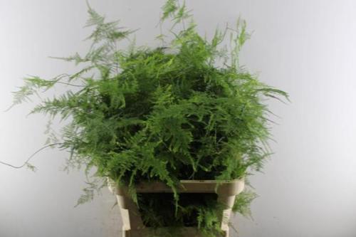 Asparagus setaceus overig