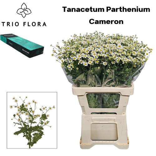 Tanacetum parthenium Cameron
