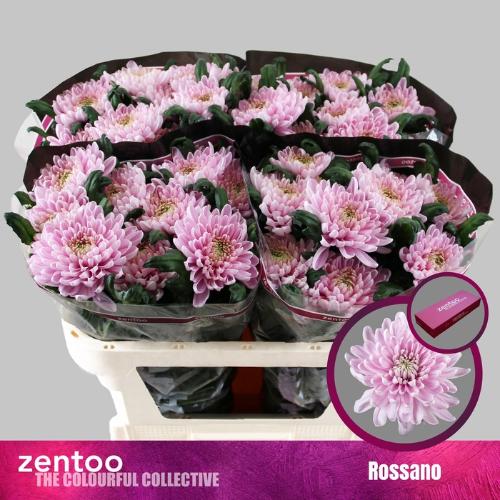 Chrysanthemum Indicum Grp geplozen kas Rossano