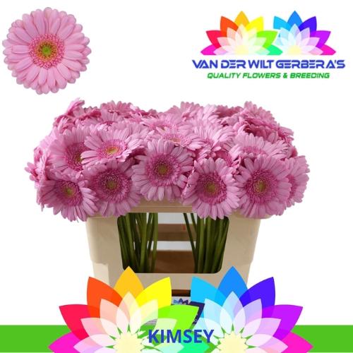 Gerbera mini 'Kimsey'