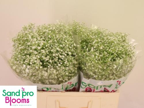 Gypsophila paniculata Zinzi Discovery