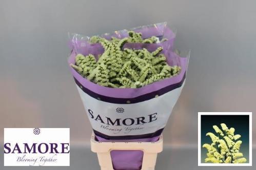 Limonium sinuatum Yellow Sun Birds