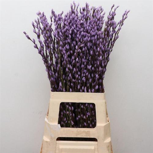 Salix caprea 'Snow Flake' kleurbehandeld H%