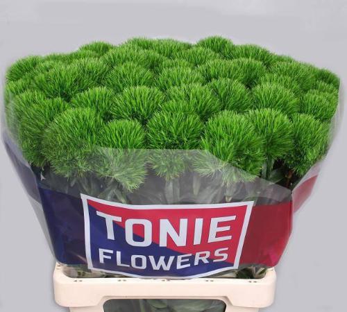 Dianthus barbatus Kiwi Mellow