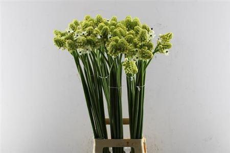 Ornithogalum saundersiae