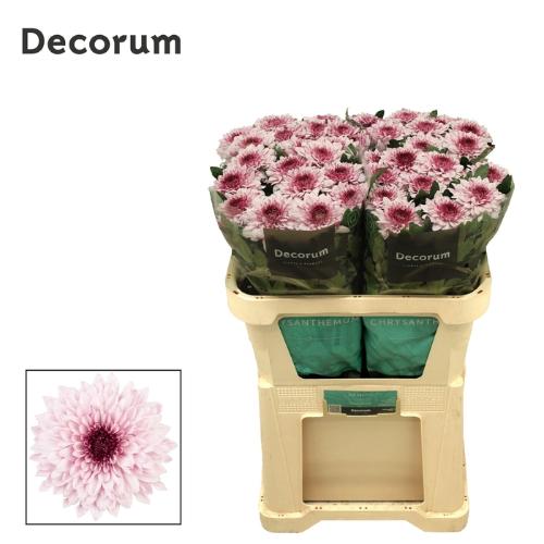 Chrysanthemum (Indicum Grp) geplozen Pip Pretty