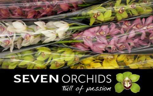 Cymbidium grootbloemig per tak gemengd