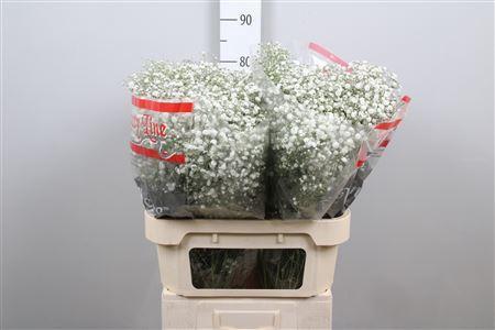 Gypsophila paniculata Xlence